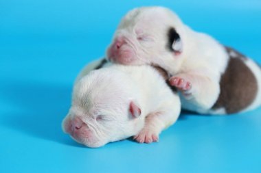 7 gün safkan İngiliz Bulldog köpek yavrusu 