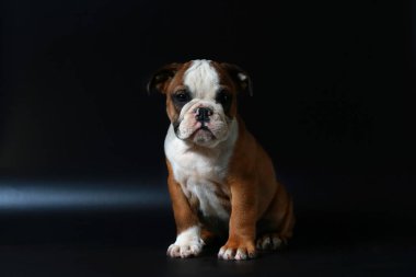 safkan İngiliz Bulldog köpek yavrusu eylem balck ekranda