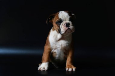 safkan İngiliz Bulldog köpek yavrusu eylem balck ekranda