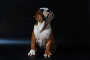 safkan İngiliz Bulldog köpek yavrusu eylem balck ekranda