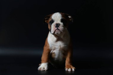 safkan İngiliz Bulldog köpek yavrusu eylem balck ekranda