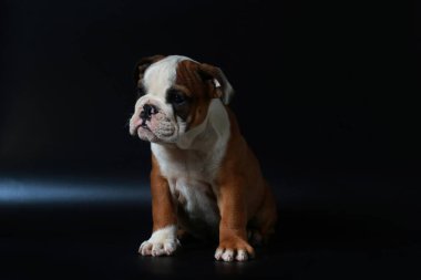 safkan İngiliz Bulldog köpek yavrusu eylem balck ekranda