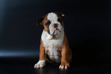 safkan İngiliz Bulldog köpek yavrusu eylem balck ekranda