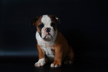 safkan İngiliz Bulldog köpek yavrusu eylem balck ekranda