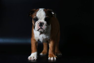 safkan İngiliz Bulldog köpek yavrusu eylem balck ekranda