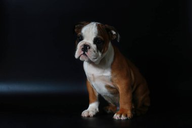 safkan İngiliz Bulldog köpek yavrusu eylem balck ekranda