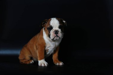 safkan İngiliz Bulldog köpek yavrusu eylem balck ekranda