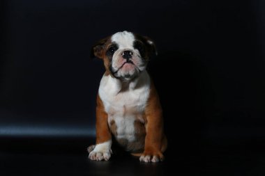 safkan İngiliz Bulldog köpek yavrusu eylem balck ekranda