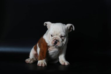 safkan İngiliz Bulldog köpek yavrusu eylem balck ekranda