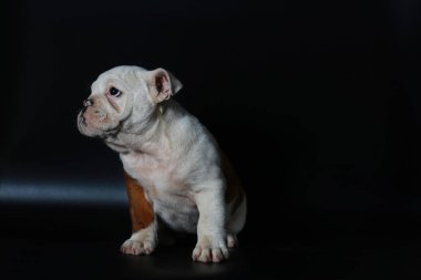 safkan İngiliz Bulldog köpek yavrusu eylem balck ekranda
