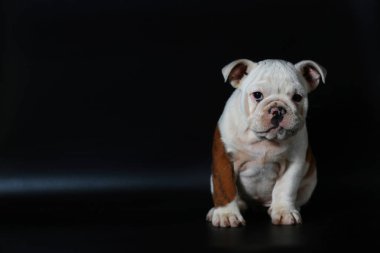 safkan İngiliz Bulldog köpek yavrusu eylem balck ekranda