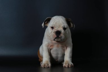 safkan İngiliz Bulldog köpek yavrusu eylem balck ekranda