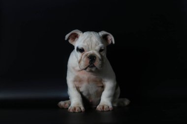 safkan İngiliz Bulldog köpek yavrusu eylem balck ekranda
