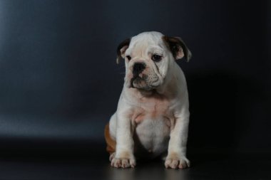 safkan İngiliz Bulldog köpek yavrusu eylem balck ekranda