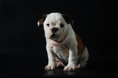 safkan İngiliz Bulldog köpek yavrusu eylem balck ekranda