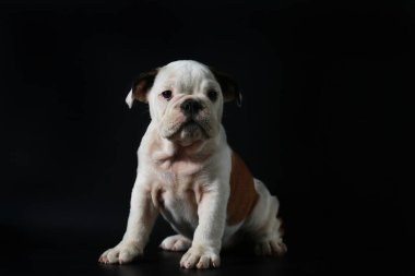 safkan İngiliz Bulldog köpek yavrusu eylem balck ekranda