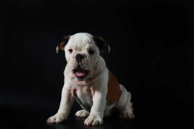 safkan İngiliz Bulldog köpek yavrusu eylem balck ekranda