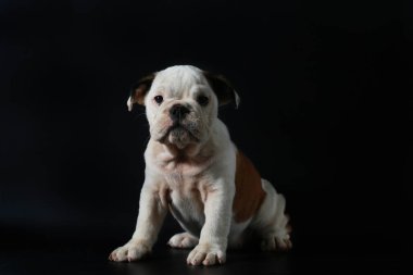 safkan İngiliz Bulldog köpek yavrusu eylem balck ekranda