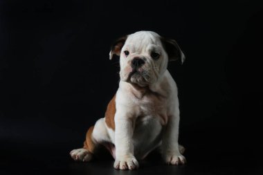 safkan İngiliz Bulldog köpek yavrusu eylem balck ekranda