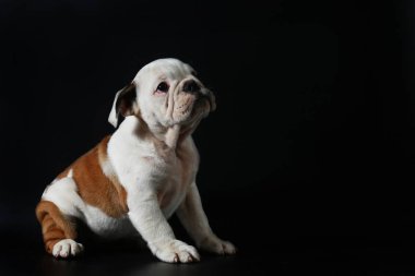 safkan İngiliz Bulldog köpek yavrusu eylem balck ekranda