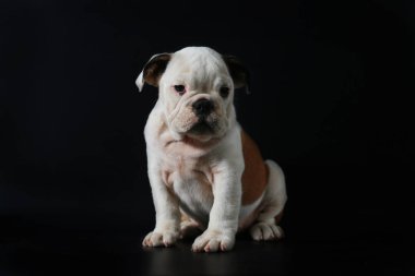 safkan İngiliz Bulldog köpek yavrusu eylem balck ekranda