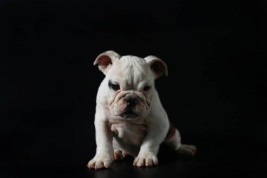 safkan İngiliz Bulldog köpek yavrusu eylem balck ekranda