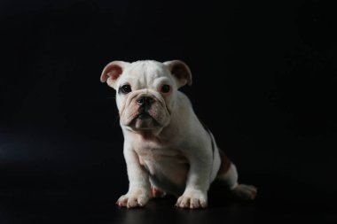 safkan İngiliz Bulldog köpek yavrusu eylem balck ekranda