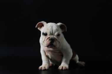 safkan İngiliz Bulldog köpek yavrusu eylem balck ekranda