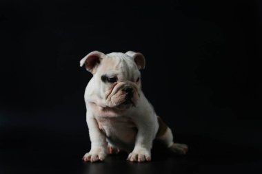 safkan İngiliz Bulldog köpek yavrusu eylem balck ekranda