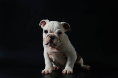 safkan İngiliz Bulldog köpek yavrusu eylem balck ekranda