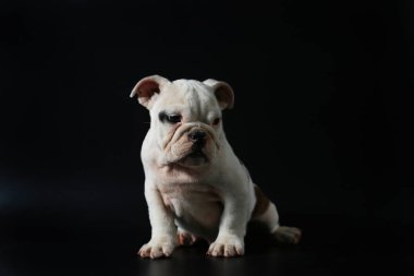 safkan İngiliz Bulldog köpek yavrusu eylem balck ekranda