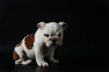 safkan İngiliz Bulldog köpek yavrusu eylem balck ekranda