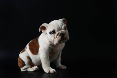 safkan İngiliz Bulldog köpek yavrusu eylem balck ekranda
