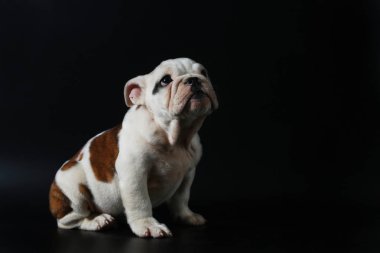 safkan İngiliz Bulldog köpek yavrusu eylem balck ekranda