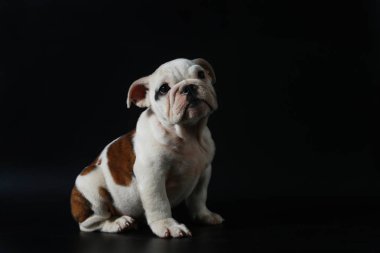safkan İngiliz Bulldog köpek yavrusu eylem balck ekranda