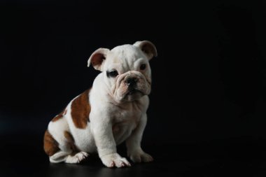 safkan İngiliz Bulldog köpek yavrusu eylem balck ekranda