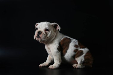safkan İngiliz Bulldog köpek yavrusu eylem balck ekranda