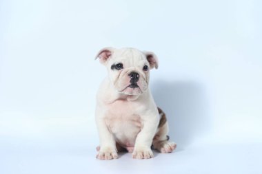 safkan İngiliz Bulldog köpek yavrusu eylem beyaz ekran