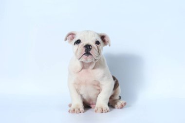 safkan İngiliz Bulldog köpek yavrusu eylem beyaz ekran