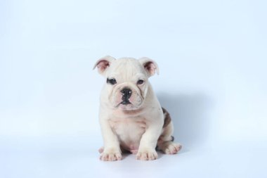 safkan İngiliz Bulldog köpek yavrusu eylem beyaz ekran