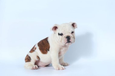 safkan İngiliz Bulldog köpek yavrusu eylem beyaz ekran
