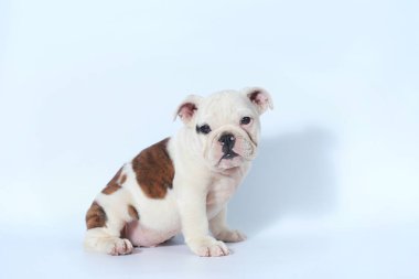safkan İngiliz Bulldog köpek yavrusu eylem beyaz ekran