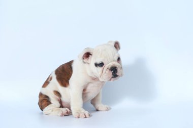 safkan İngiliz Bulldog köpek yavrusu eylem beyaz ekran
