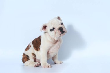 safkan İngiliz Bulldog köpek yavrusu eylem beyaz ekran