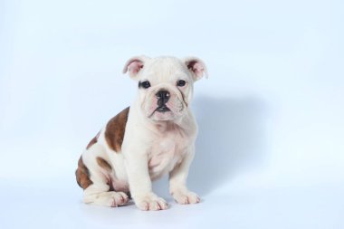 safkan İngiliz Bulldog köpek yavrusu eylem beyaz ekran