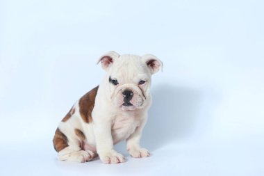 safkan İngiliz Bulldog köpek yavrusu eylem beyaz ekran