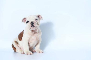 safkan İngiliz Bulldog köpek yavrusu eylem beyaz ekran