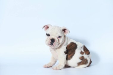 safkan İngiliz Bulldog köpek yavrusu eylem beyaz ekran