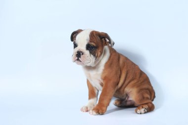 safkan İngiliz Bulldog köpek yavrusu eylem beyaz ekran