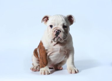 safkan İngiliz Bulldog köpek yavrusu eylem beyaz ekran